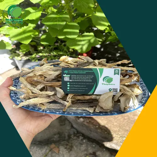 Nấm lộc nhung bị mốc với các đốm trắng bất thường