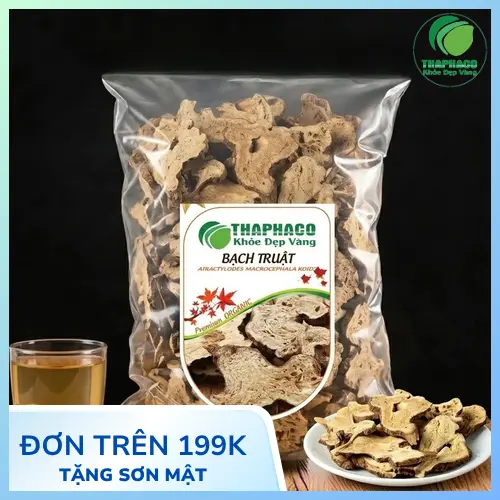 Hình ảnh cây Bạch Truật và thân rễ tươi