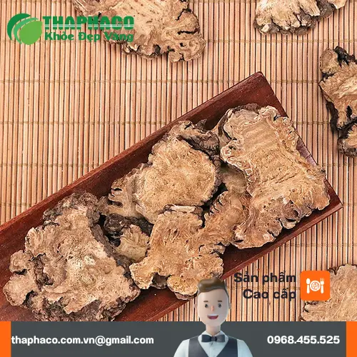 Bạch Truật khô của THAPHACO