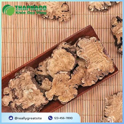 Bạch Truật lợi thủy giảm thấp khí