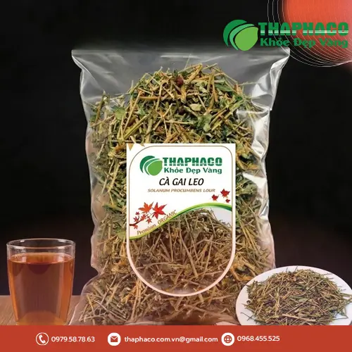 Cây Cà Gai Leo tươi
