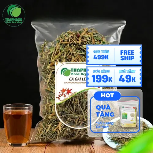 Đặc điểm nhận biết cây cà gai leo với thân, lá và gai đặc trưng
