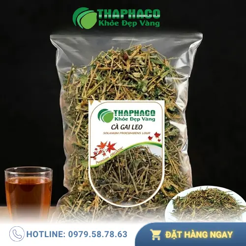 Hình ảnh cây Cà Gai Leo tươi, thể hiện đặc điểm thân, lá, hoa, quả