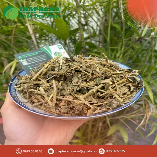 Cây cà gai leo tươi