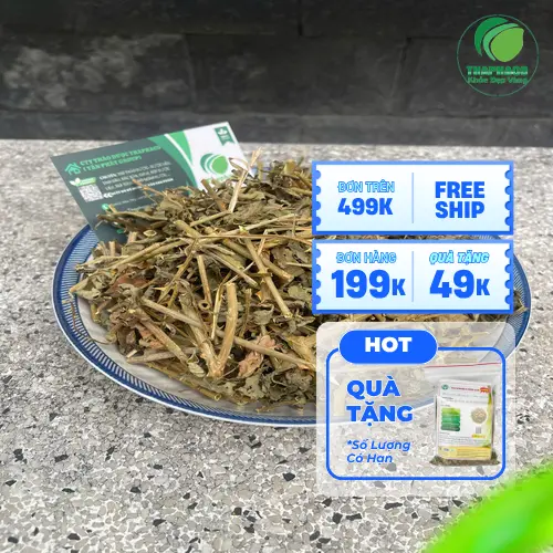 Cà gai leo tươi xanh tốt, đang được thu hái