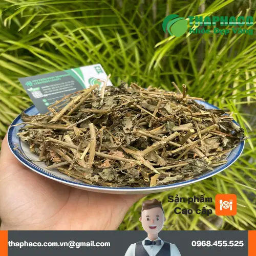 Cây cà gai leo với lá xanh đậm và quả đỏ mọng