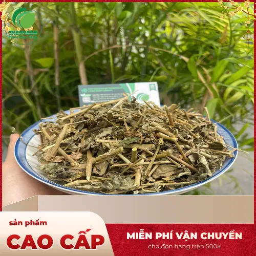 Cây Cà Gai Leo khô