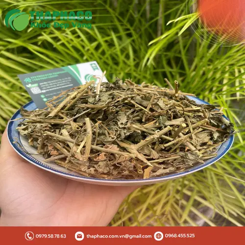 Lý do chọn mua cà gai leo sấy khô tại THAPHACO