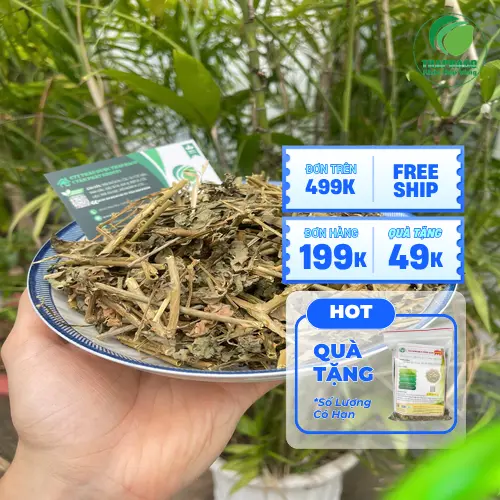Quy trình sấy khô cà gai leo tại THAPHACO