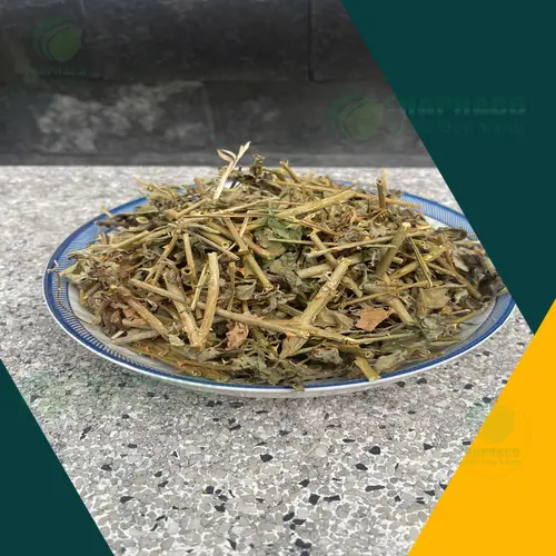 Lưu ý khi dùng cà gai leo sấy khô