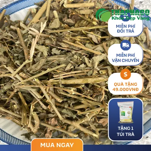 Lý do chọn mua cà gai leo tại THAPHACO