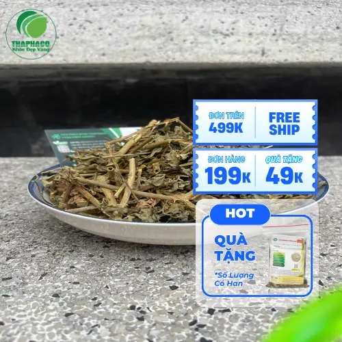 Lưu ý khi dùng cà gai leo