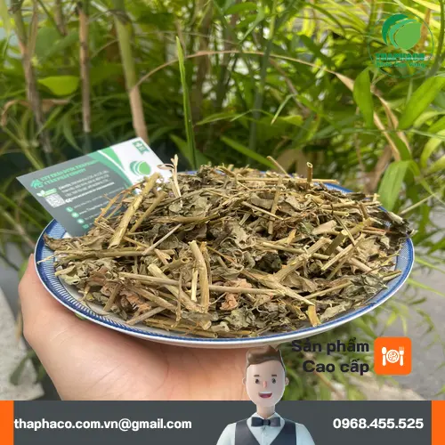 Lá Cà Gai Leo và rễ Cà Gai Leo