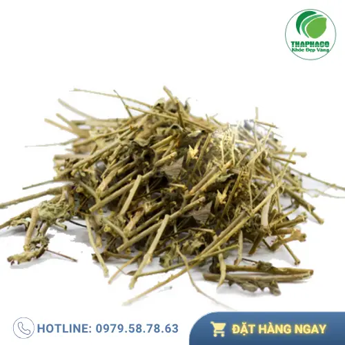 Địa chỉ mua cà gai leo sấy khô THAPHACO