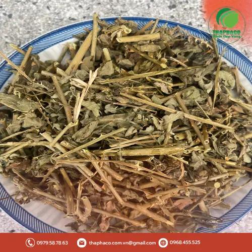 Sản phẩm cà gai leo sấy khô được đóng gói cẩn thận tại THAPHACO