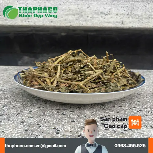 Một bàn tay đang cầm cành cà gai leo tươi, cận cảnh gai và lá