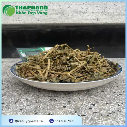 Cách dùng cà gai leo sấy khô THAPHACO
