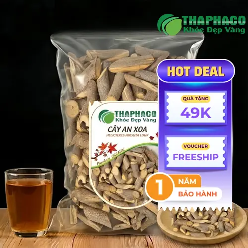 Hình ảnh cây an xoa trong tự nhiên