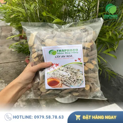 Công dụng của cây an xoa đối với sức khỏe