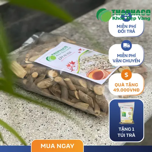 Lợi ích hỗ trợ sức khỏe gan của cây An Xoa