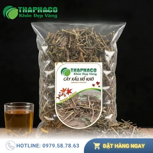 Cây xấu hổ tươi - biểu tượng của sự e ấp trong thiên nhiên