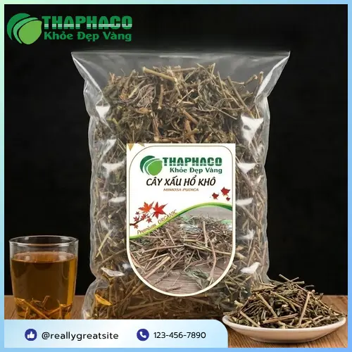 Cây xấu hổ là gì? Nhận diện và công dụng