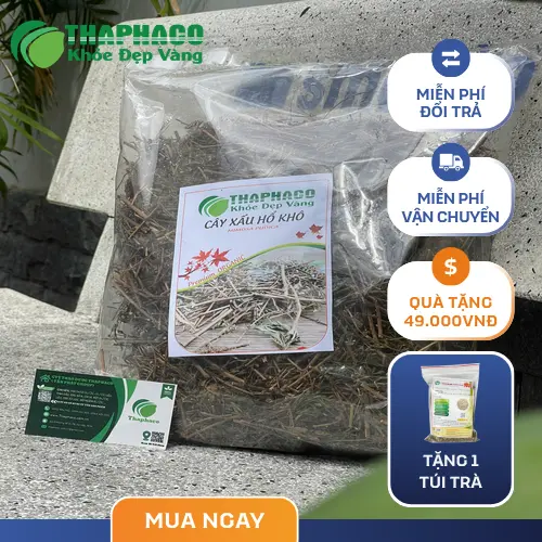 Khoa học hiện đại đang nghiên cứu tiềm năng của cây xấu hổ trong việc hỗ trợ hệ thần kinh.