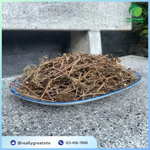 Tác dụng an thần của cây xấu hổ