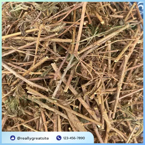 Cách sắc cây xấu hổ khô