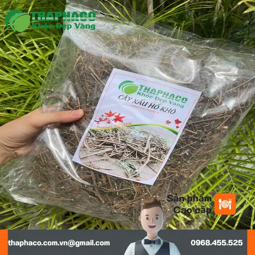 Lưu ý khi sử dụng cây xấu hổ