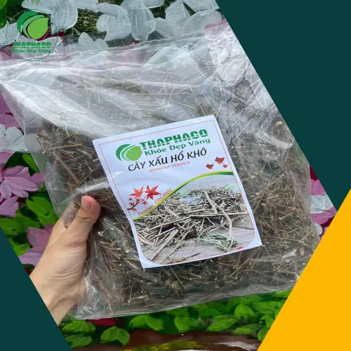 Những người có bệnh nền, phụ nữ mang thai hoặc trẻ nhỏ cần thận trọng khi sử dụng cây xấu hổ.