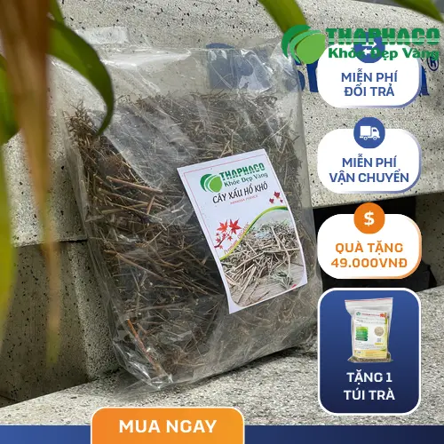 Cách sắc nước cây xấu hổ để uống