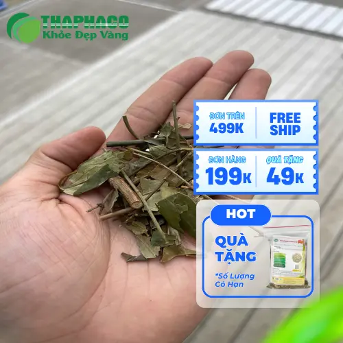 Hình ảnh phụ nữ sau sinh sử dụng chè vằng khô để lợi sữa