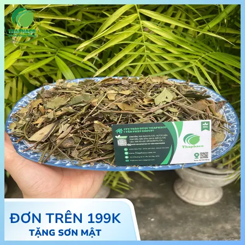 Lợi ích chè vằng cho phụ nữ sau sinh