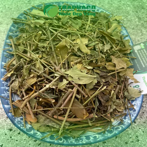 Hình ảnh chè vằng khô đã được sơ chế sạch sẽ