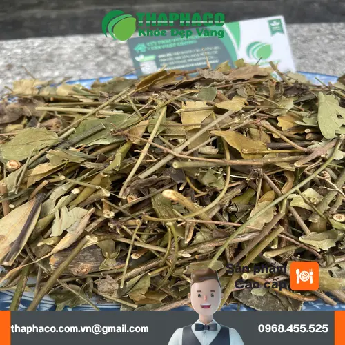 Công dụng của chè vằng khô hỗ trợ sức khỏe