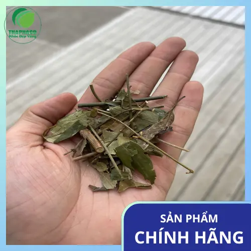 Liên hệ THAPHACO để mua sỉ chè vằng khô