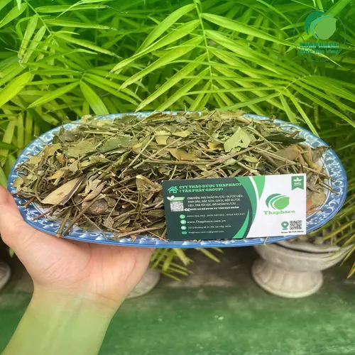 Công dụng hỗ trợ lợi sữa của chè vằng