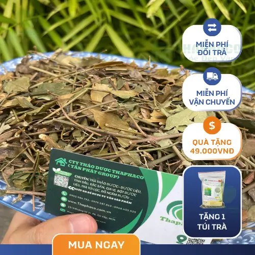 Địa chỉ mua chè vằng THAPHACO tại TP.HCM