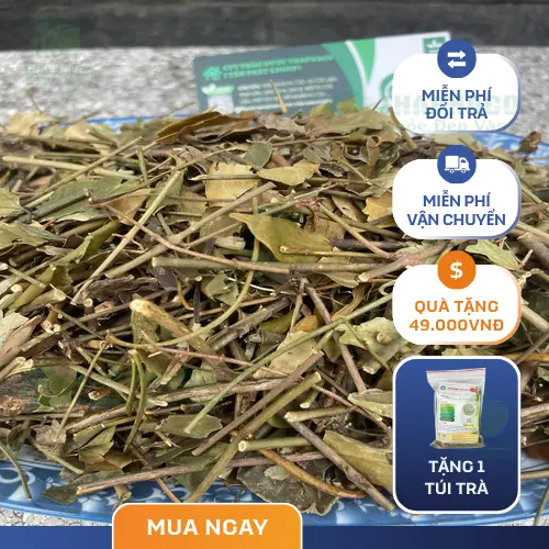 Túi chè vằng khô chất lượng cao