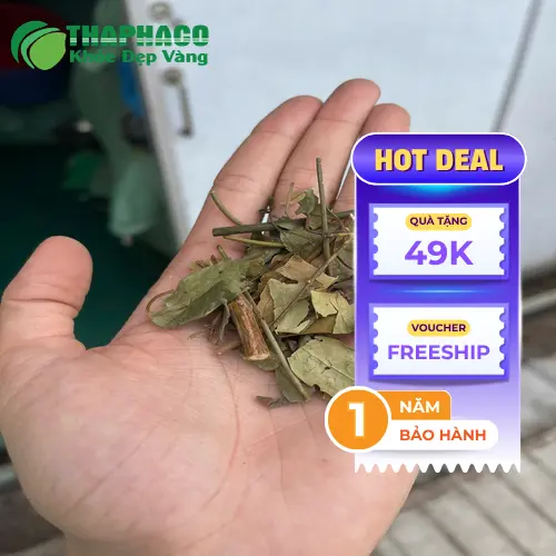 Địa chỉ mua chè vằng sấy khô chất lượng tại THAPHACO