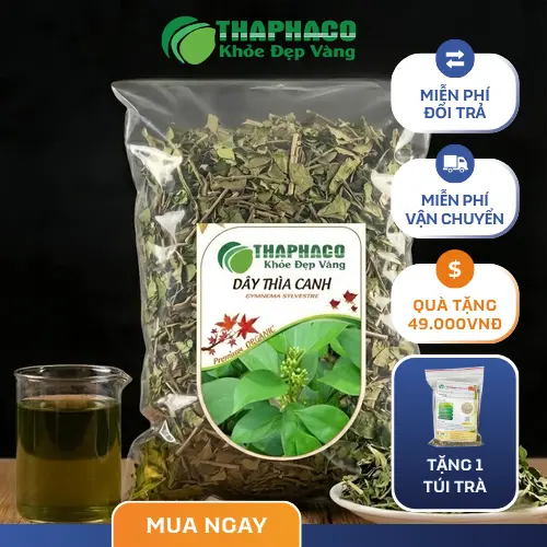 Dây Thìa Canh - Thảo dược hỗ trợ ổn định đường huyết