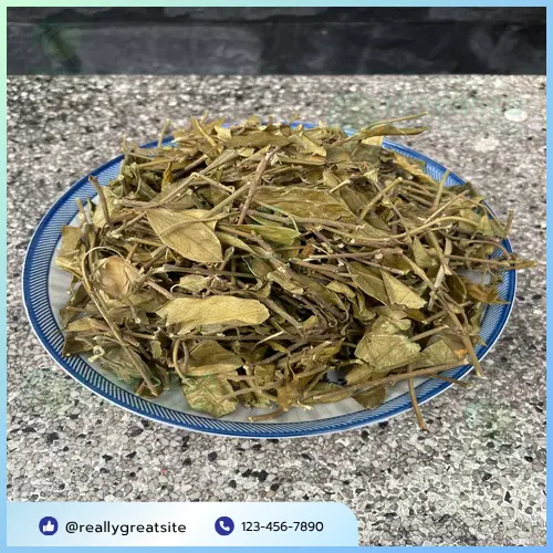 Đặc điểm nhận dạng lá Dây Thìa Canh