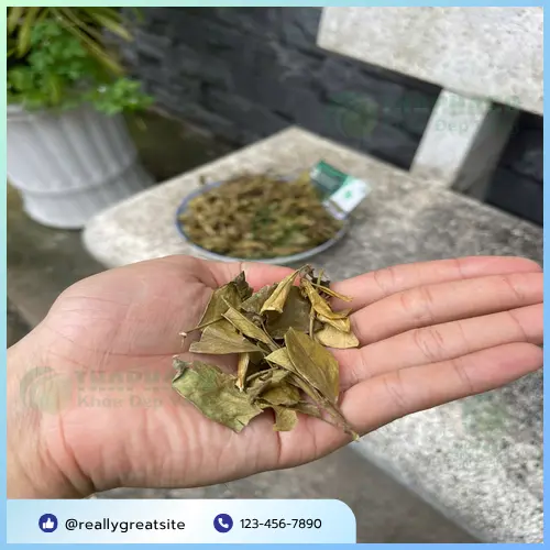 Công dụng hỗ trợ sức khỏe của Dây Thìa Canh