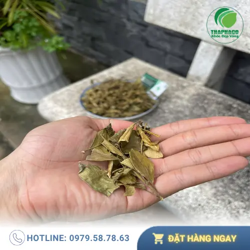 Lưu ý khi dùng Dây Thìa Canh để tránh tác dụng phụ