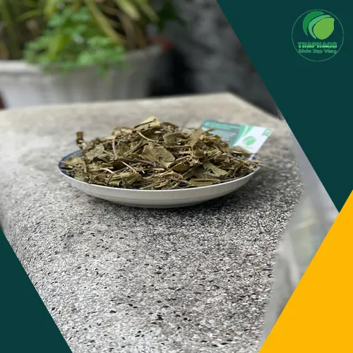 Dây Thìa Canh không thay thế thuốc Tây y