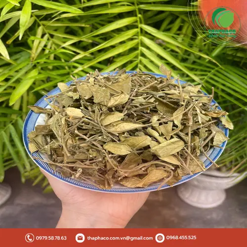 Dây Thìa Canh khô chất lượng tại THAPHACO