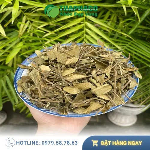 THAPHACO cung cấp Dây Thìa Canh chất lượng tại TP.HCM