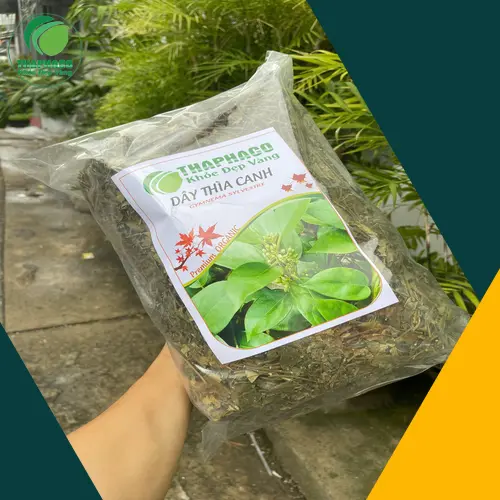 Dây Thìa Canh chất lượng tại THAPHACO