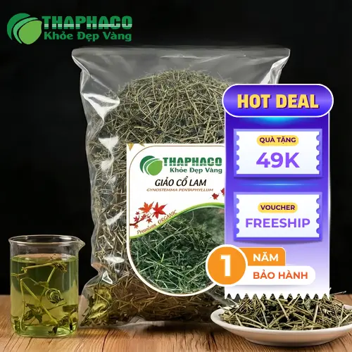 Hình ảnh cây Giảo Cổ Lam tươi